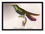 Hummingbird: Trochilus Gramineus Wall Decal by Sir William Jardine