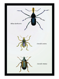 Beetles: Rhina Barbirostris, Curculio Cuvieru and C. Vittatus Wall Decal by Sir William Jardine