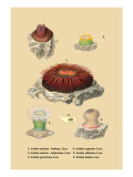 Actinia Sanetae Vinilos decorativos
