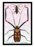 Beetles: Acrocinus Longimanus and Lamia Subocellata Wall Decal by Sir William Jardine