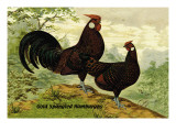 Gold Spangled Hamburghs Wall Decal