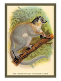 The White-Footed Sportive Lemur Wall Decal by Sir William Jardine