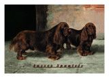 Two Champion Sussex Spaniels Wall Decal