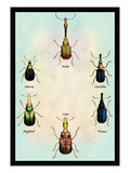 Beetles from Around the World Wall Decal by Sir William Jardine