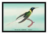 Hummingbird: Female Trochilus Cornutus Wall Decal by Sir William Jardine