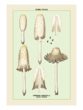Edible Fungi: Shaggy Coprinus Wall Decal