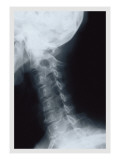 Neck Wall Decal