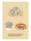 Eumenides Tisiphone Vinilos decorativos