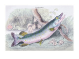 The Pike Wall Decal by Robert Hamilton