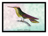 Hummingbird: Trochilus Sephanoides Wall Decal by Sir William Jardine