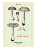 Edible Fungi: Violet Cortinarius Wall Decal