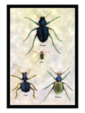 Beetles of Java, France, Cape and Europe Wall Decal by Sir William Jardine