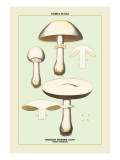 Edible Fungi: Horse Mushroom Wall Decal
