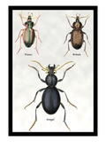 Beetles of Senegal, Britain and France Wall Decal by Sir William Jardine