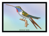 Hummingbird: Trochilus Vesper Wall Decal by Sir William Jardine