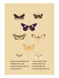 Agarista a Emorrhoidalis, Guer Wall Decal