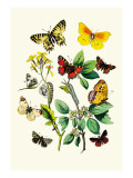 Butterflies: E. Belemia, E. Tagis Wall Decal by William Forsell Kirby
