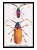 Beetles: Prianus Corticinus and Lanhonocerus Harbicarnis Wall Decal by Sir William Jardine