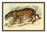 Jaguar Wall Decal by Sir William Jardine