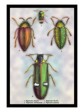 Beetles: Buprestis Chrysis B. Sternicornis Wall Decal by Sir William Jardine