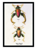 Beetle: Chinese Sagra Buquetu Wall Decal by Sir William Jardine