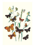 Butterflies: L. Roboris, P. Orion Wall Decal by William Forsell Kirby