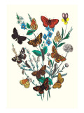 Butterflies: M. Cynthia, M. Athalia Wall Decal by William Forsell Kirby