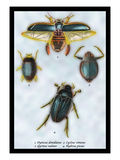 Beetles: Dytiscus Dimidiatus, Gyrinus Nalator Wall Decal by Sir William Jardine