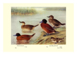 Maccoa and Blue-Billed Ducks Wall Decal by Henrick Gronvold