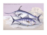 Plain Bonito and Swordfish Wall Decal by Robert Hamilton