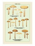 Edible Fungi: Half Red Cortinarius Wall Decal