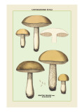 Unwholesome Fungi: Bitter Boletus Wall Decal