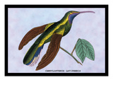 Hummingbird: Campylopterus Latipennis Wall Decal by Sir William Jardine