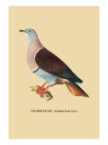 Colombe de Zoe Wall Decal