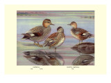 Gadwall and Coues's Gadwall Ducks Wall Decal by Louis Agassiz Fuertes