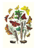 Moths: G. Quercifolia, L. Potatoria Wall Decal by William Forsell Kirby