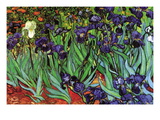Schwertlilien wandtattoos von Vincent van Gogh