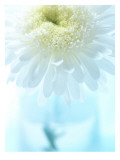 White Anemone Dahlia I Wandabziehbild
