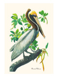 Brown Pelican Wall Decal by John James Audubon