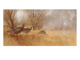 Wild Turkeys Wall Decal