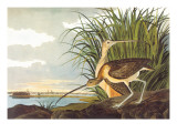 Long-Billed Curlew Wall Decal by John James Audubon