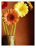 Friendly Daisies Autocollant mural