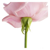 Powder Pink Rose II Wall Decal