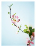Kirschblüte Wandabziehbild