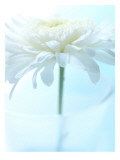 White Anemone Dahlia II Muursticker
