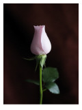 Simple Rose II Wall Decal