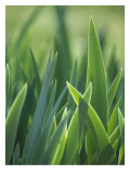 Iris Blades Wall Decal