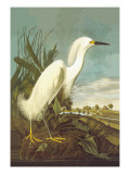 Snowy Egret Wall Decal by John James Audubon