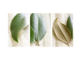 Leaves and Muslin Triptych Muursticker
