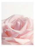 Powder Pink Rose I Wall Decal